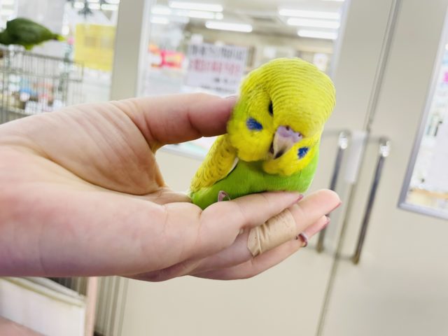 ジャンボセキセイインコ