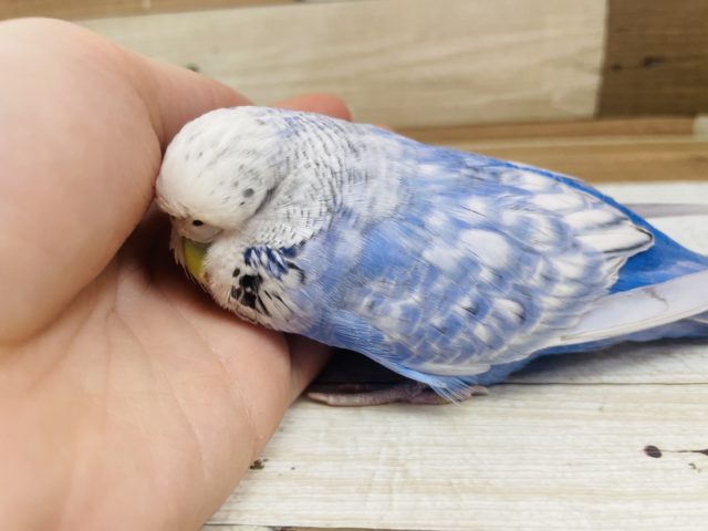 ジャンボセキセイインコ