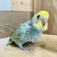 食いしん坊さん♡人気の高いセキセイインコレインボー