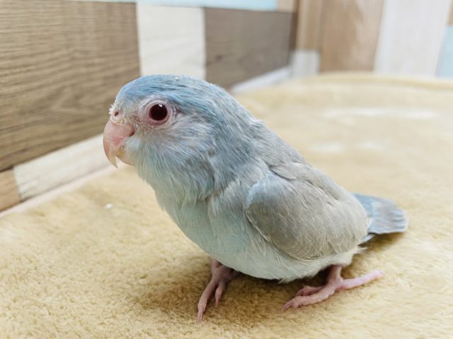 ヒナ餌卒業☆マメルリハインコのブルーファローカラー！