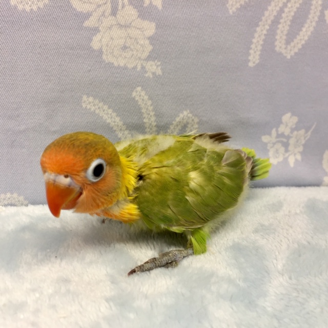 ヤマブキボタンインコ