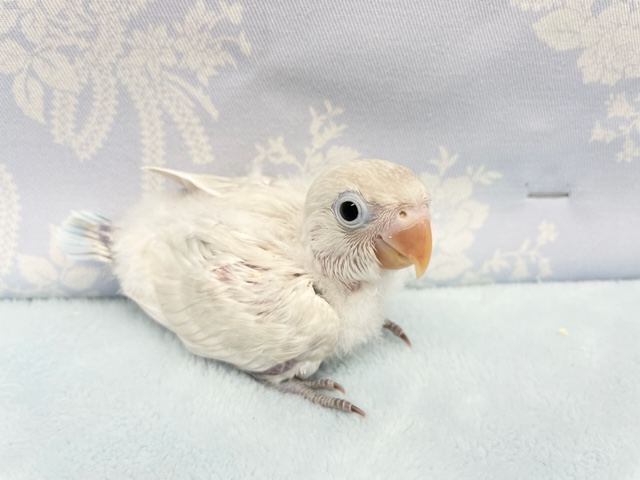 シロボタンインコ