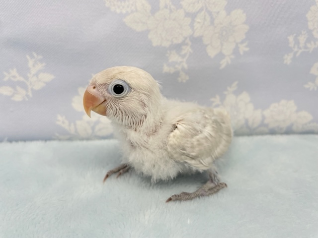 シロボタンインコ