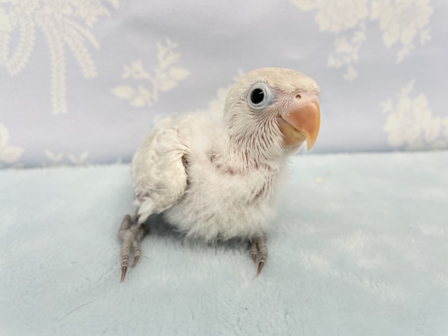 シロボタンインコ　２０２１年１１月生まれ