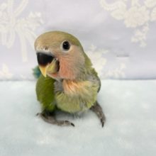 小桜インコ（ノーマル）　２０２１年１１月生まれ