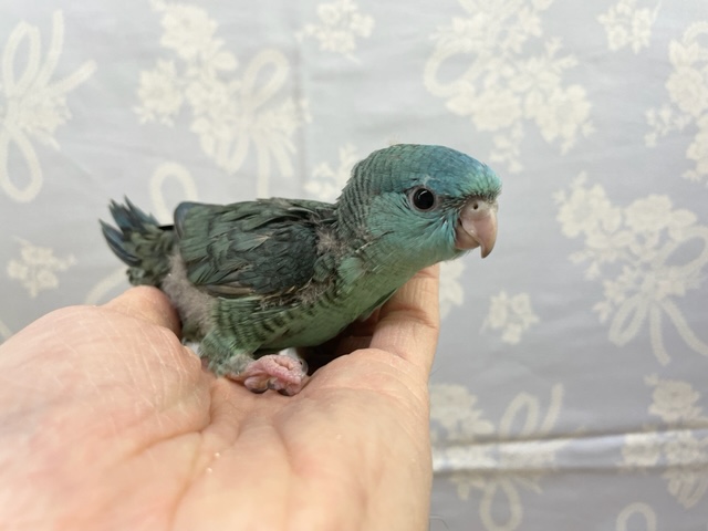 サザナミインコ