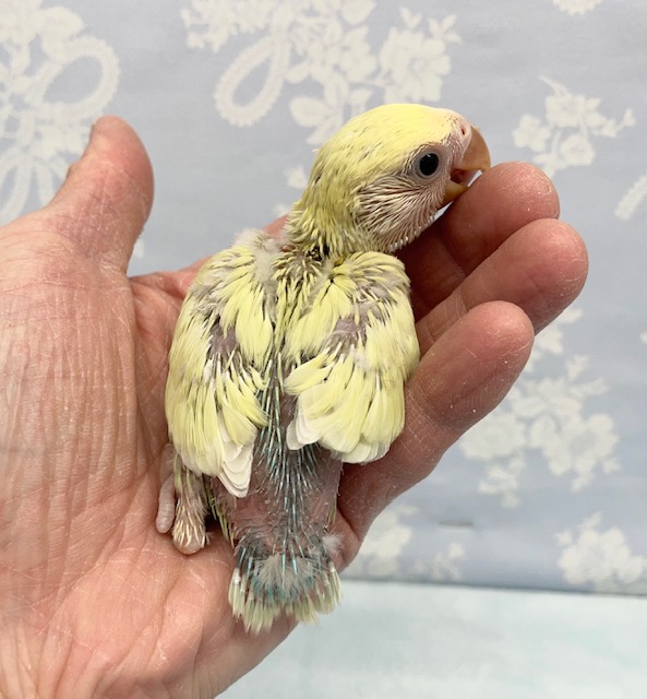 コザクラインコ（小桜インコ）