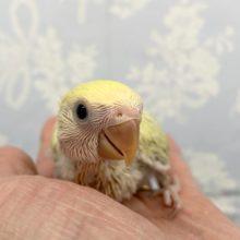 小桜インコ（シナモン）２０２１年１１月生まれ