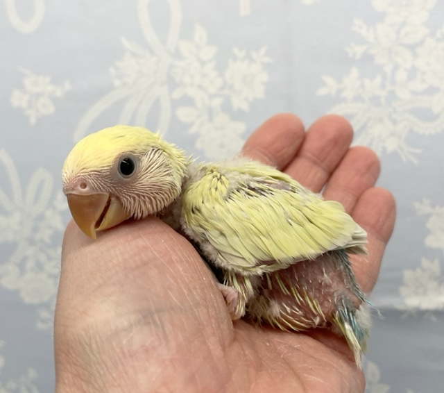 コザクラインコ（小桜インコ）