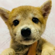 可愛い系女子に成長中♡柴犬ちゃん♪