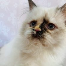 もっふもふ♡ヒマラヤンちゃん！！