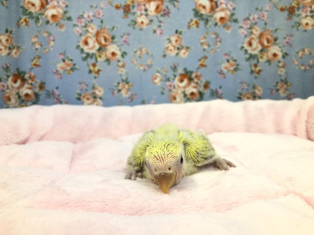 コザクラインコ（小桜インコ）