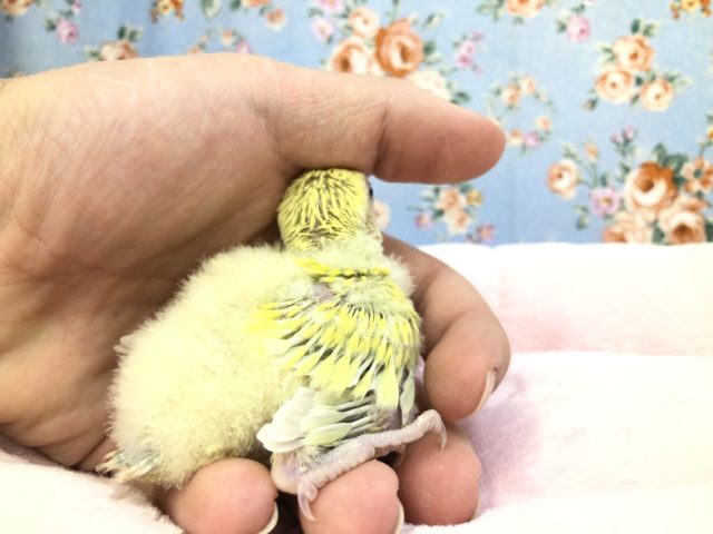 コザクラインコ（小桜インコ）