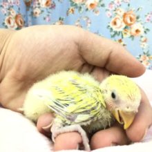 渋いカラーがどうなっていくかな？　R３１２／８撮影