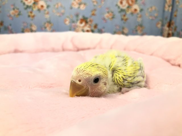 コザクラインコ（小桜インコ）