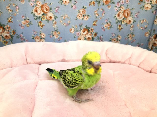 セキセイインコ