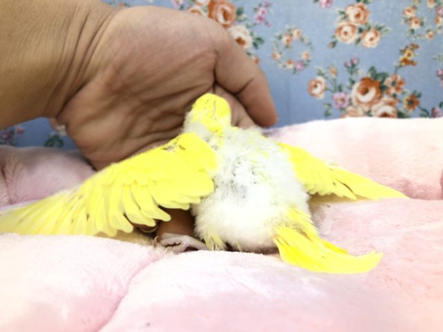 セキセイインコ