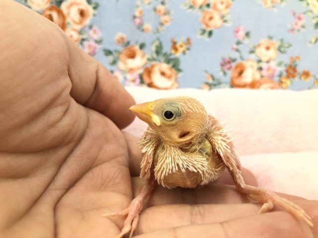 白文鳥も入舎しました！　R3　１２／８撮影