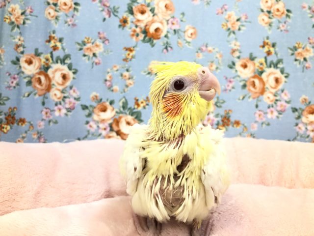 オカメインコ