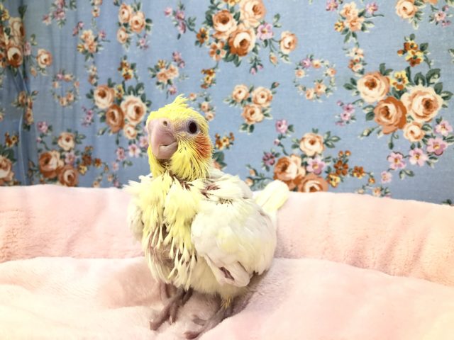 オカメインコ