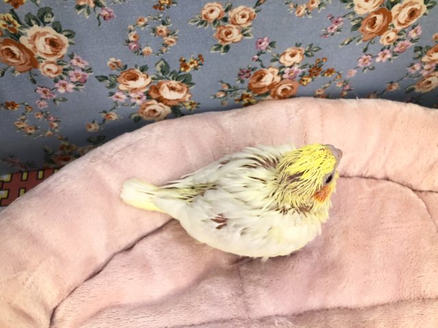 オカメインコ