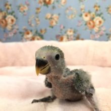 ほっわほわなコザクラ入舎！　　R3 １２／１５撮影