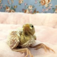 白文鳥ちゃんが入舎です　R3　１２／１５撮影