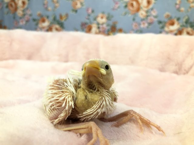 白文鳥ちゃんが入舎です　R3　１２／１５撮影