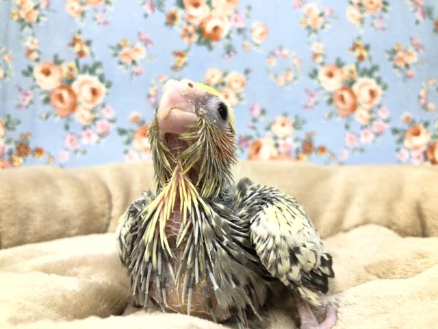 嚙みそうになります(笑)　オカメインコパールパイド　　R３　１２／２４撮影