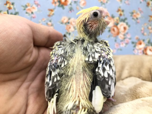 オカメインコ