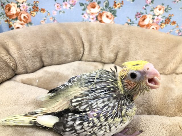 オカメインコ