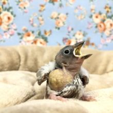 シルバー文鳥がやってきました　R3　１２／２４撮影