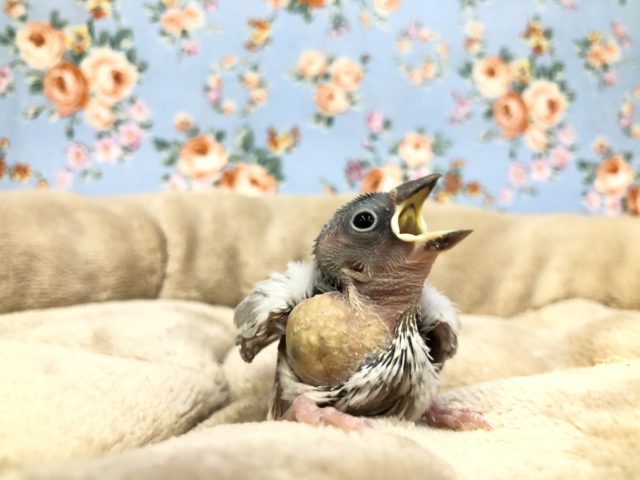 シルバー文鳥がやってきました　R3　１２／２４撮影