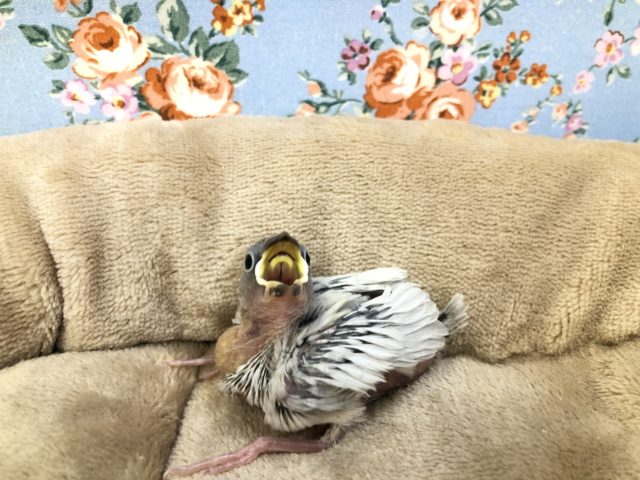 シルバー文鳥