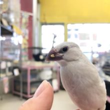 シルバー入舎！！　R3　１２／８撮影