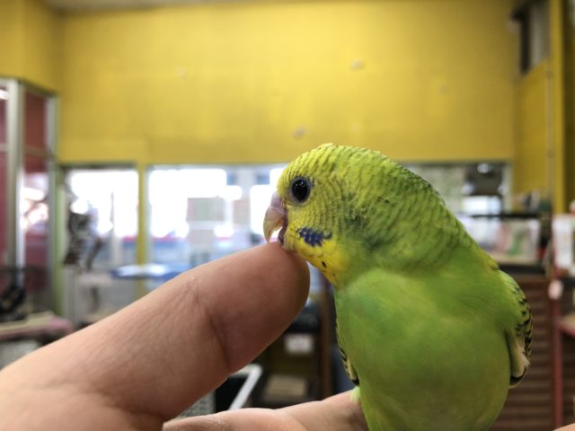 セキセイインコ