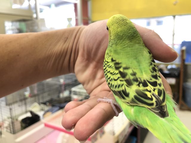 セキセイインコ