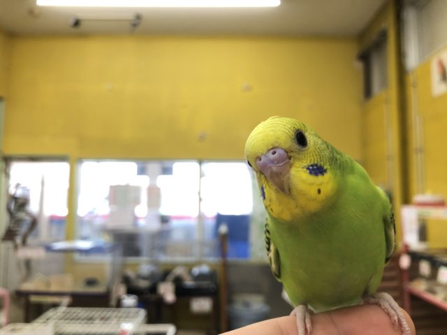 セキセイインコオパーリン入舎！　R3　１２／８撮影