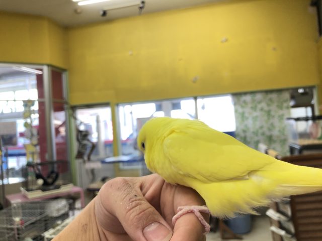 セキセイインコ