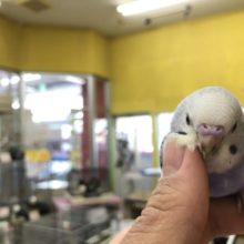 バイオレット系のセキセイインコ入舎！　R３　１２／８撮影