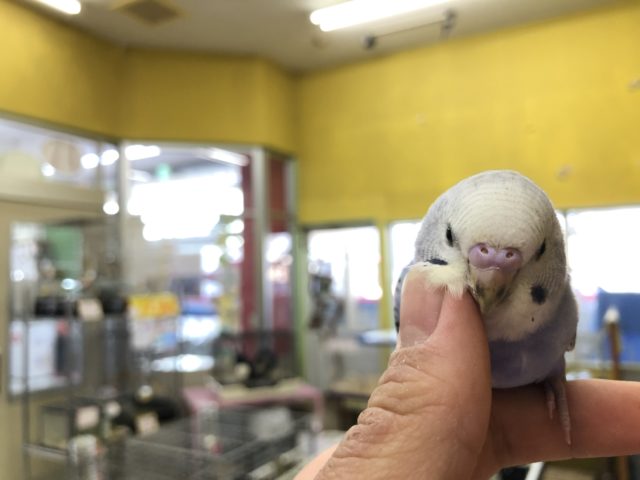 バイオレット系のセキセイインコ入舎！　R３　１２／８撮影