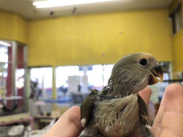 コザクラインコ（小桜インコ）