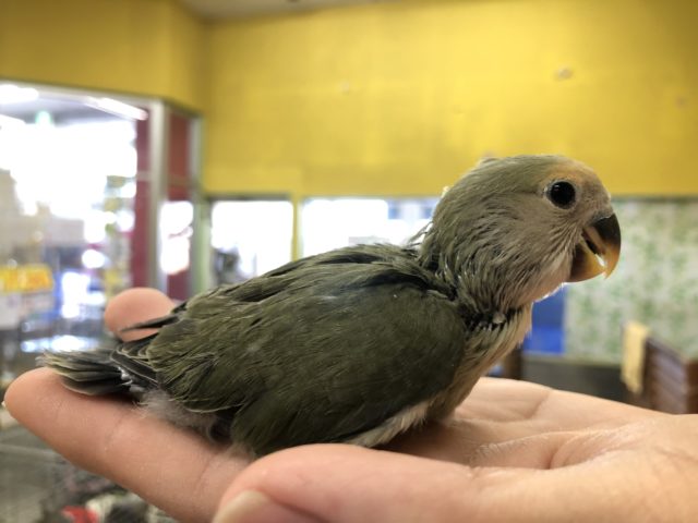 コザクラインコ（小桜インコ）