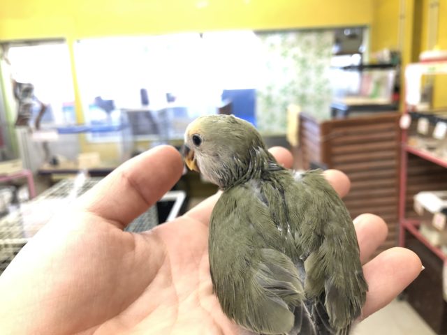 コザクラインコ（小桜インコ）