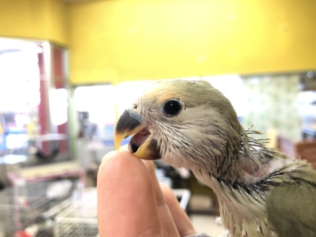 コザクラインコ（小桜インコ）