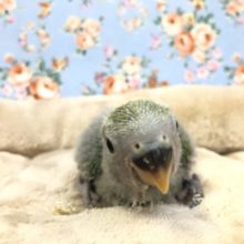 今年最終！　コザクラです　R3　１２／２９撮影