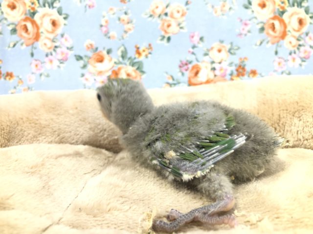 コザクラインコ（小桜インコ）