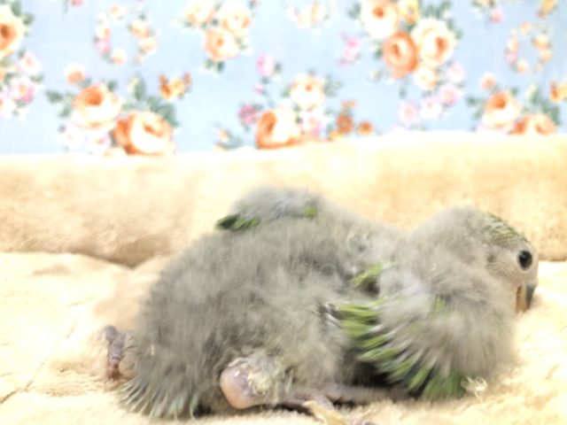 コザクラインコ（小桜インコ）