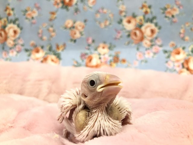 人気カラー文鳥入舎　　R3１２／２９撮影