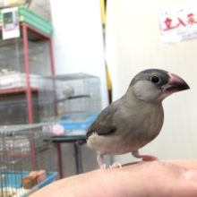 人気の桜文鳥今週も入舎です　R3　１２／８撮影